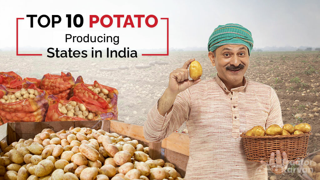 Top 10 Potato Producing Blog 