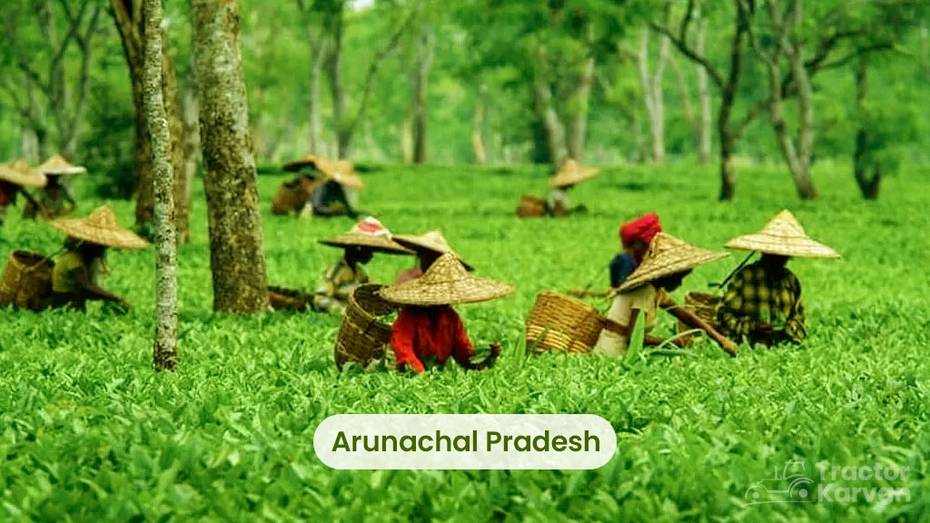 Tea Producing States - Arunachal Pradesh