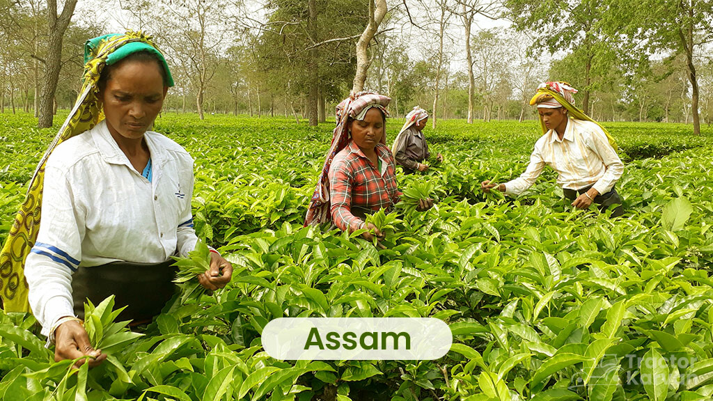 Tea Producing States - Assam