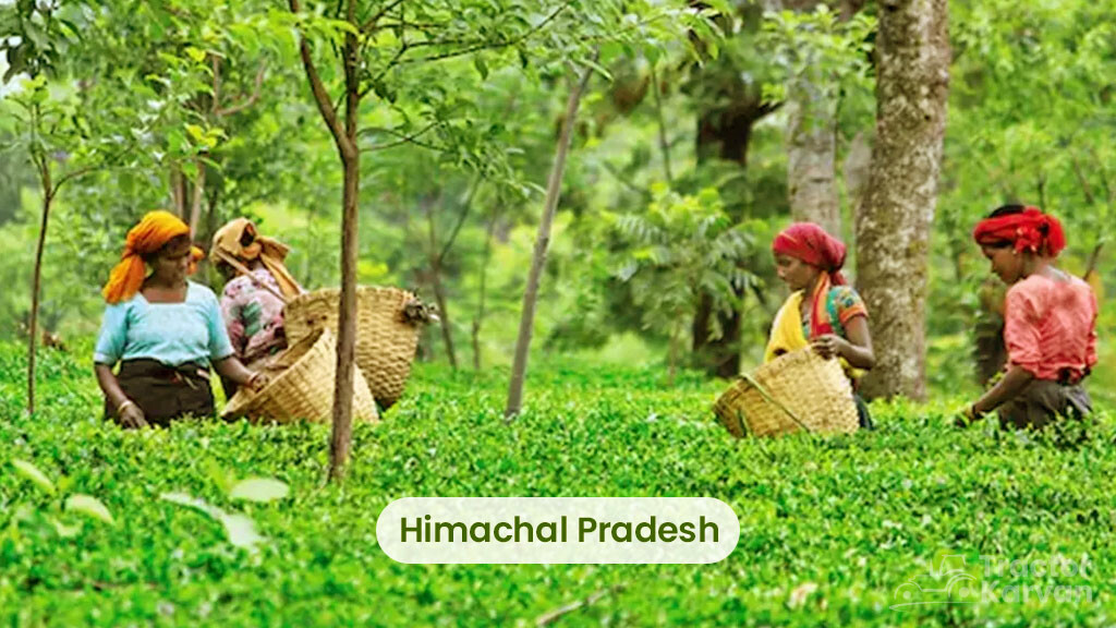 Tea Producing States - Himachal Pradesh