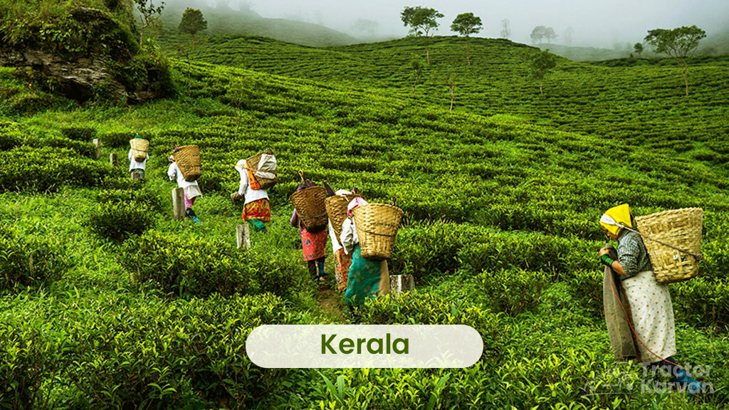 Tea Producing States - Kerala
