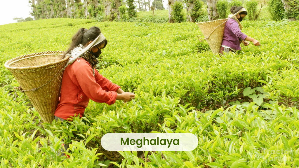 Top Tea Producing States In India Tea Producing State