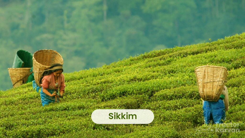 Tea Producing States - Sikkim