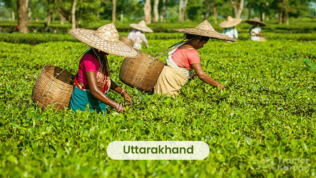 Tea Producing States - Uttarakhand