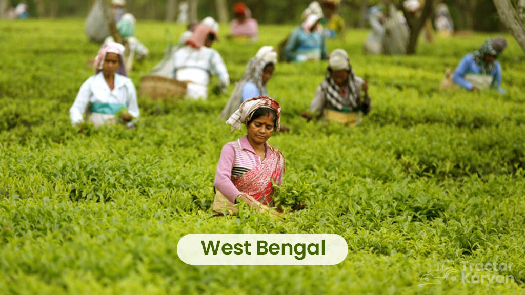 Tea Producing States - West Bengal