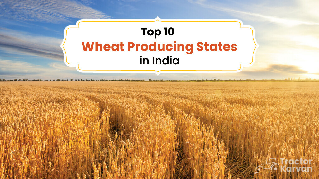 Top 10 Wheat Producing States in India Tractorkarvan