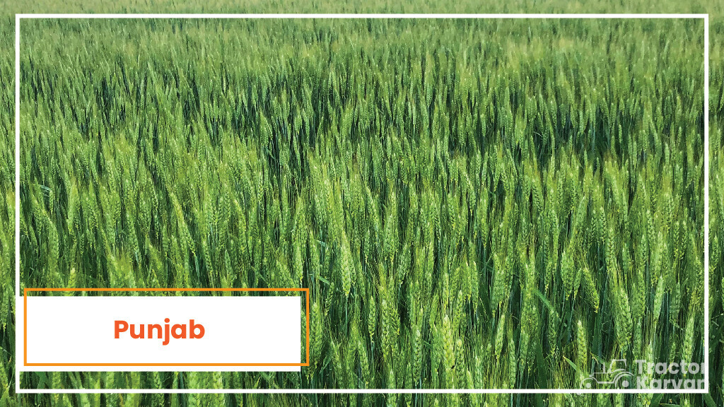 Top Wheat Producing States - Punjab