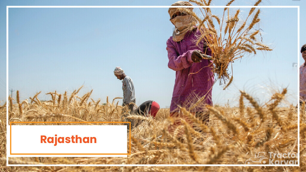 Top Wheat Producing States - Rajasthan
