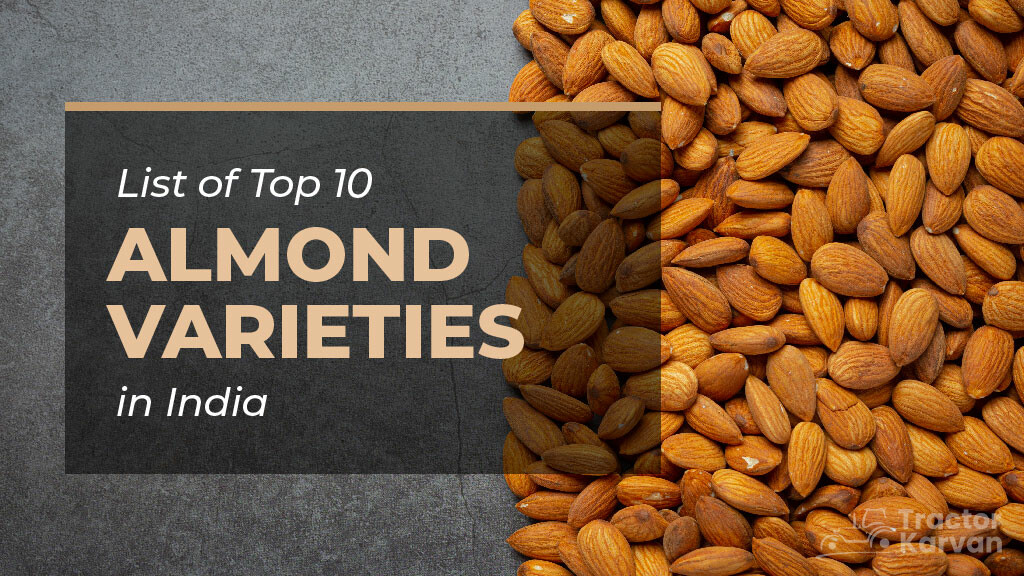 Top 10 Types of Almonds Found in India