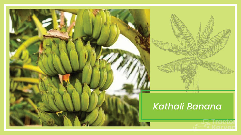 Different Types of Banana Cultivated in India 2023