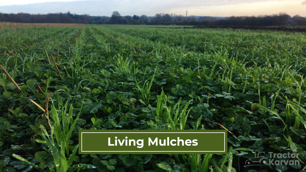 Mulch Types - Living Mulches