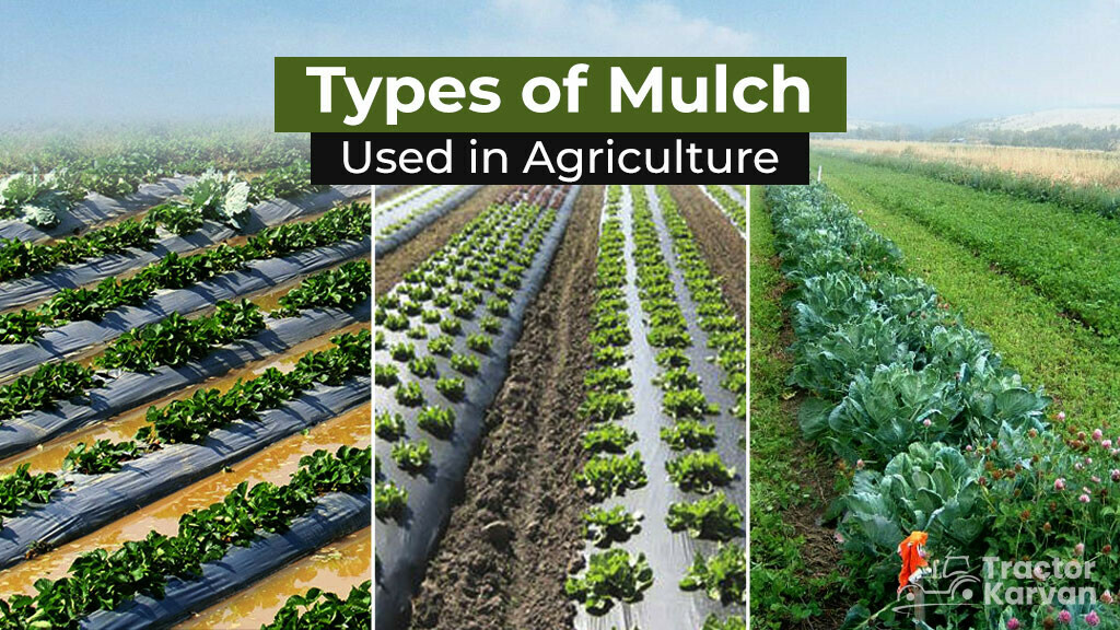 List of Different Type Mulch Used in Agriculture