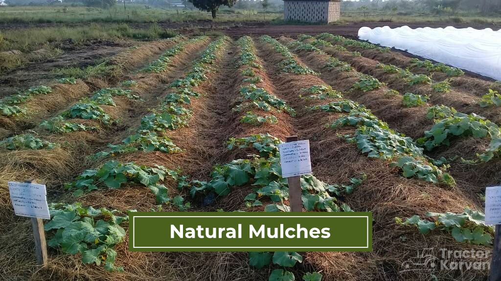 Mulch Types - Natural Mulches