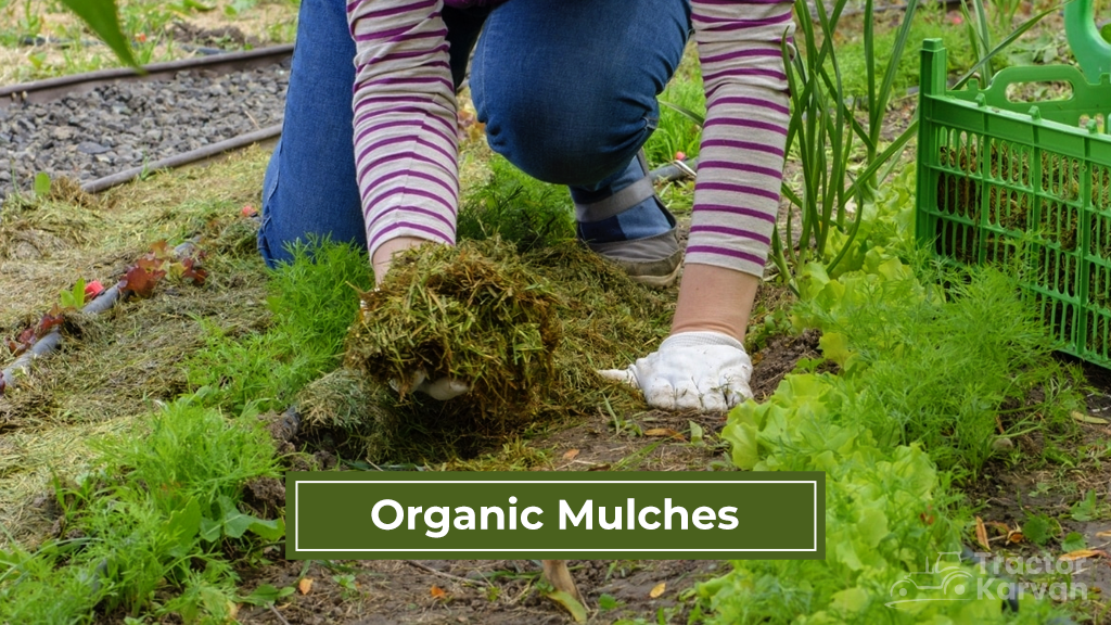 Mulch Types - Organic Mulches