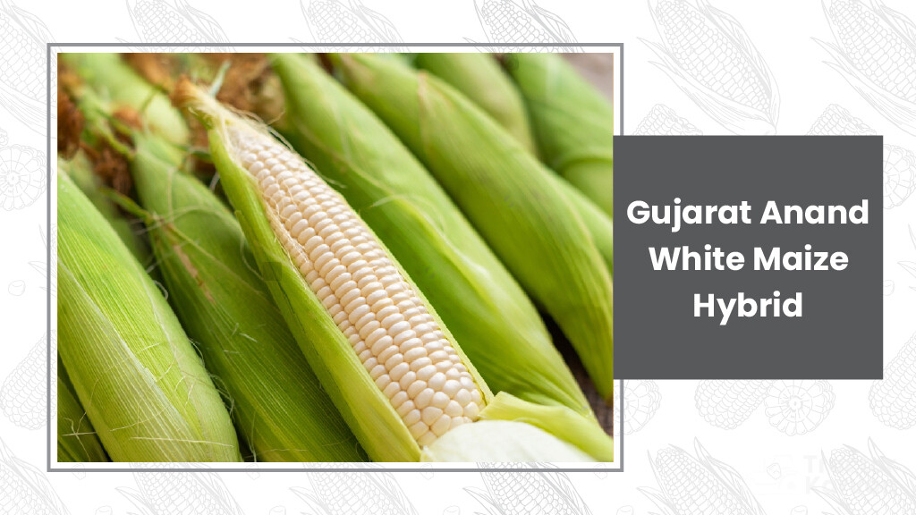 Maize Varieties - Gujarat Anand White Maize Hybrid