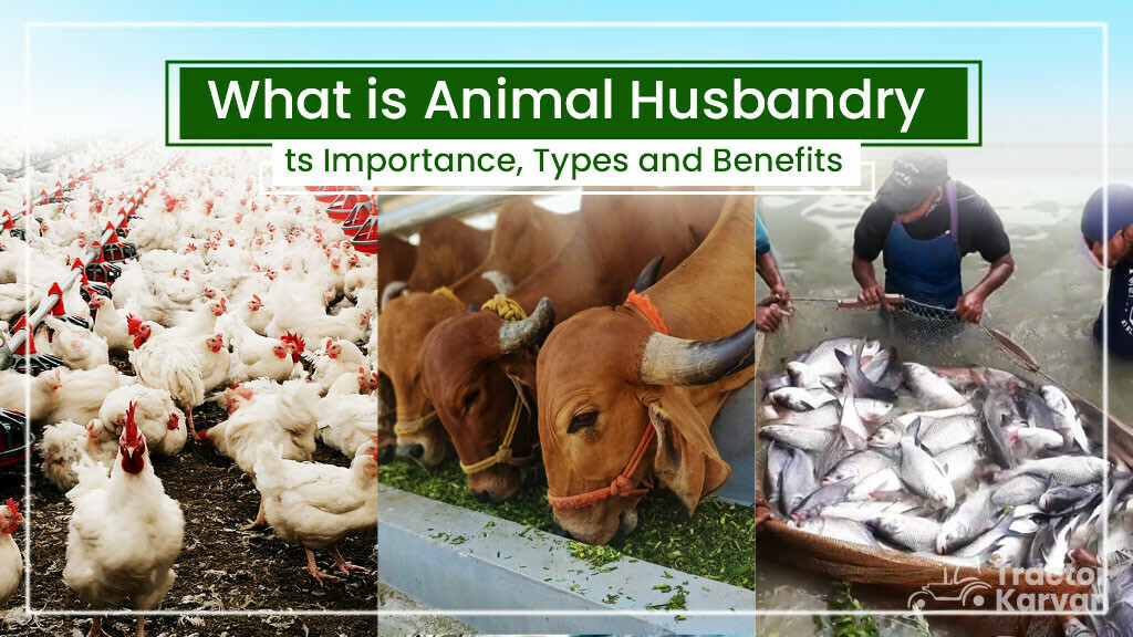 What is Animal Husbandry, Types & Benefits