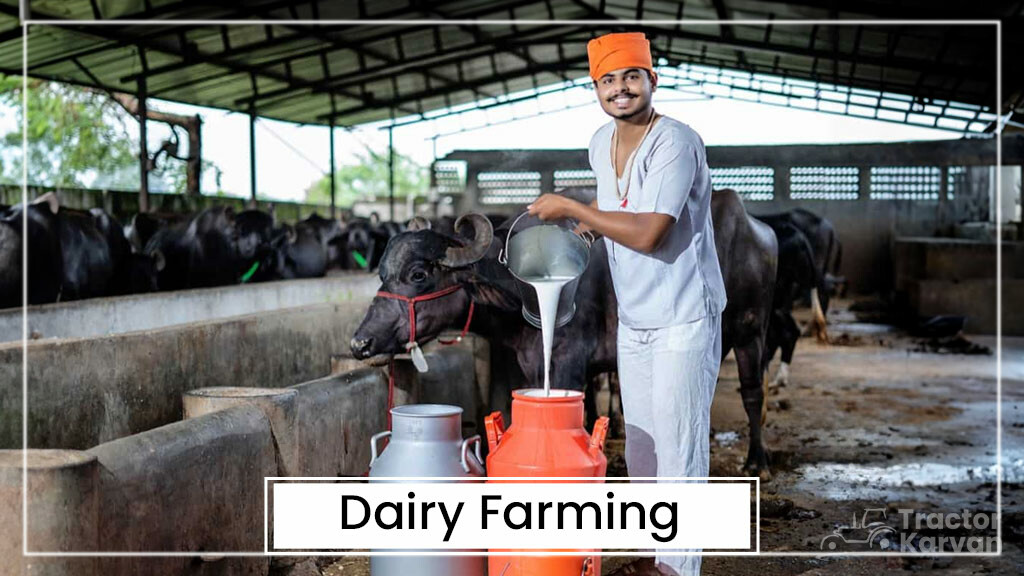Animal Husbandry Types - Dairy Farming