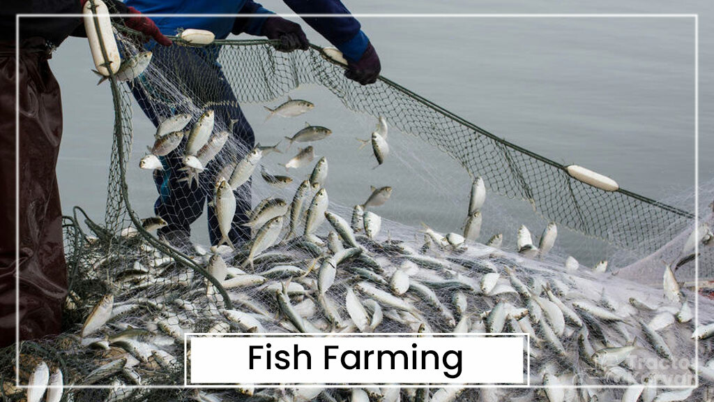 Animal Husbandry Types - Fish Farming