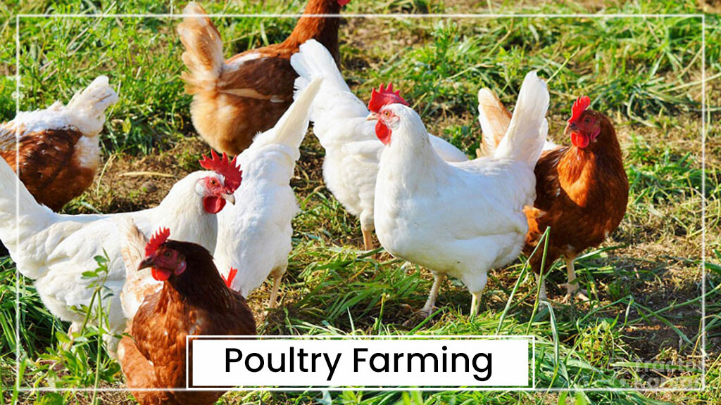 Animal Husbandry Types - Poultry Farming