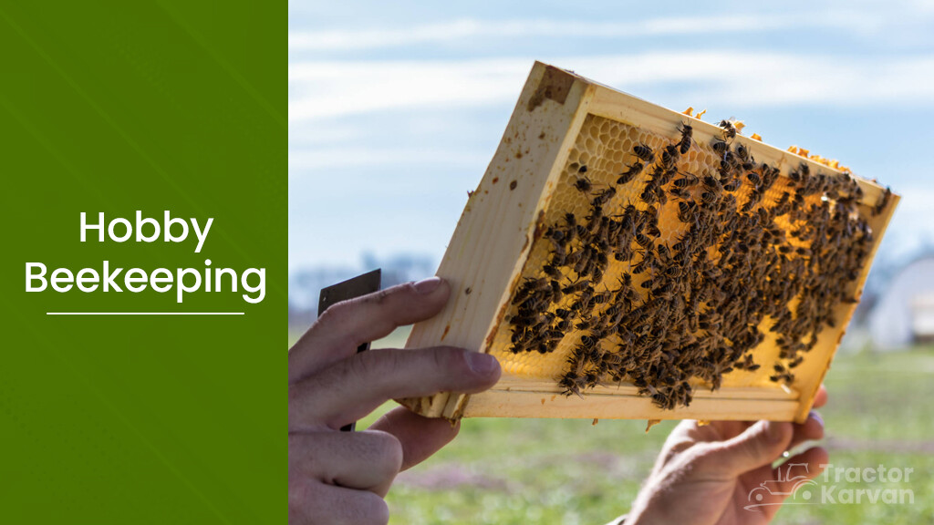 Apiculture - Hobby Beekeeping
