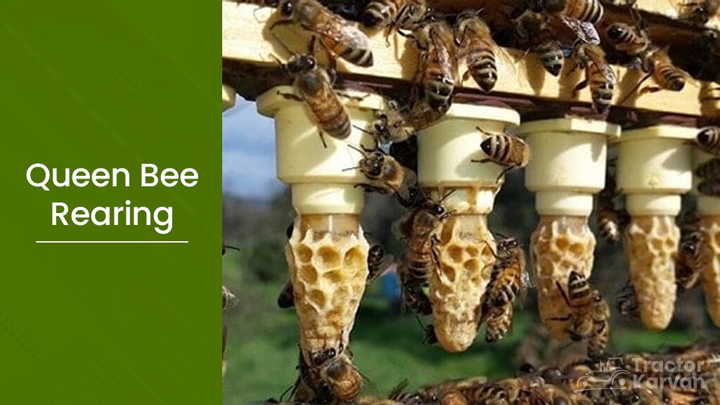 Apiculture - Queen Bee Rearing