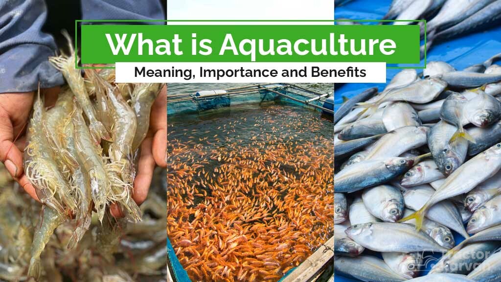 What is Aquaculture - Benefits & Importance