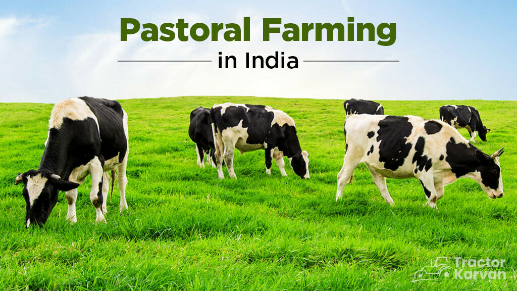 what-is-pastoralism-pastroal-farming-in-india