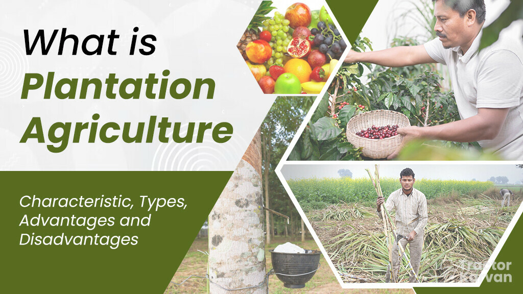 what-is-plantation-agriculture-types-benefits