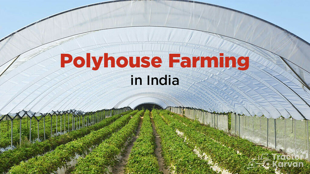 Polyhouse Farming Types, Components and Benefits