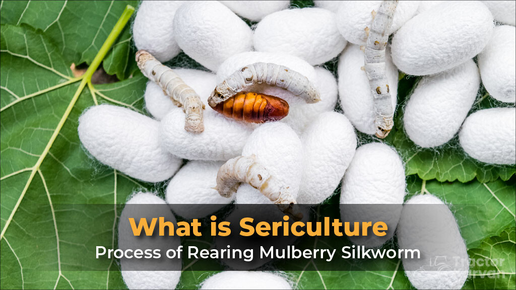 What is Sericulture and How to Cultivate Silkworm