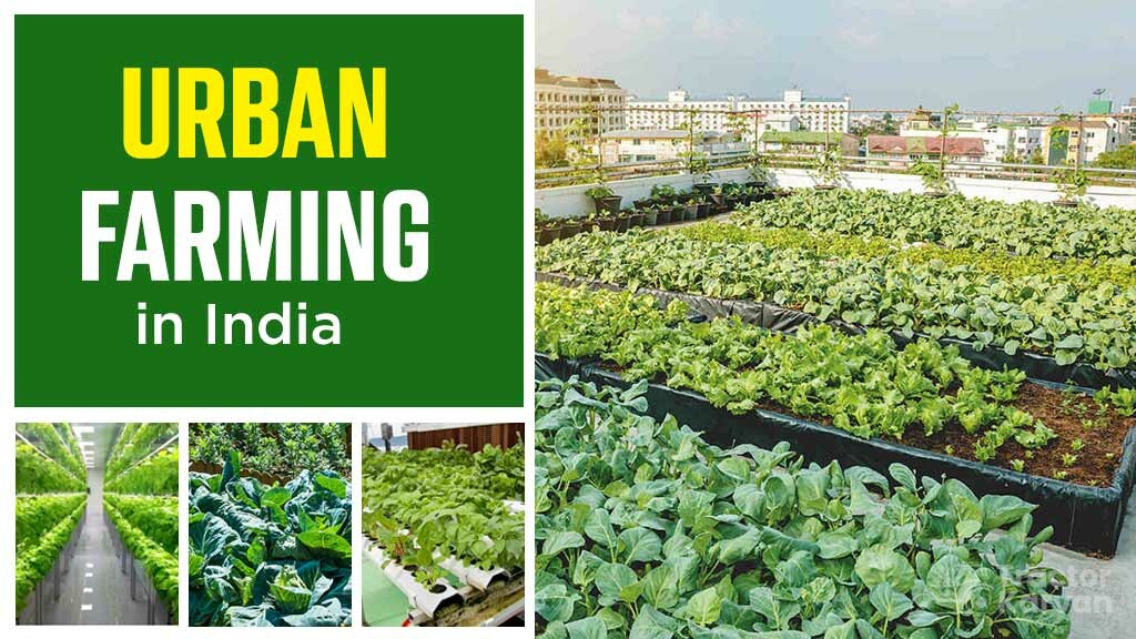 Urban Farming in India - Types & Advantages