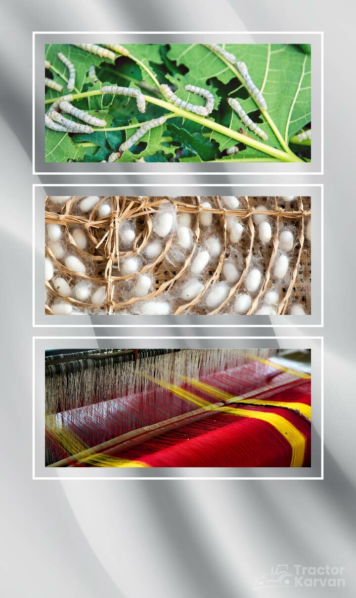 Largest Silk Producing States In India largest-silk-producing-states-in-india