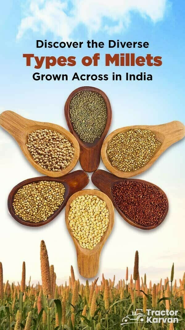 Types of Millets in India – Nutritional Powerhouses for a Healthy Life